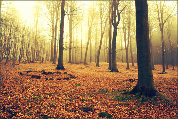 fairytale_forest_02_by_zlotowlosy-d5wvqau