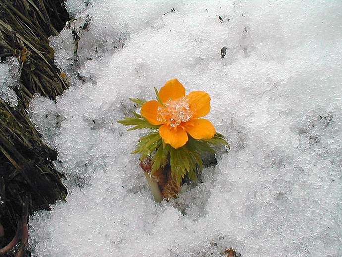 1097580__flower-snow_p